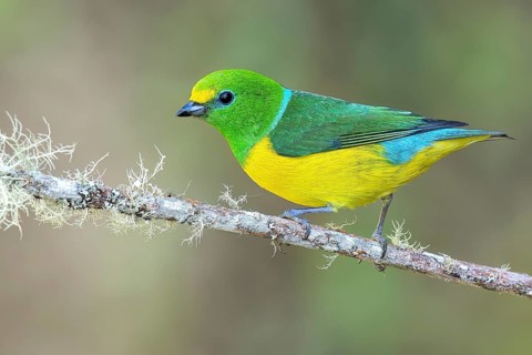Blue-naped Chlorophonia (Chlorophonia cyanea) perched on a branch in Colombia, South America