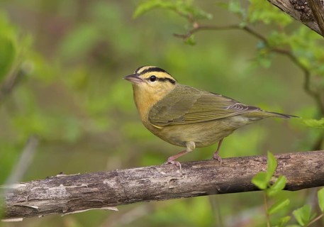 Worm-eating Warbler