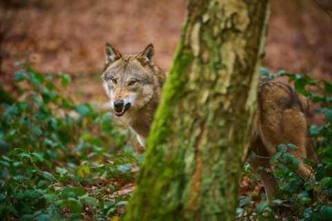 A wolf looks curiously from behind a tree in autumn forest, Wolf (Canis lupus), Germany