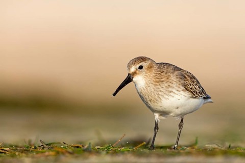 Dunlin, (Calidris alpina), snipe family, snipe, foraging, biotope, habitat, Barr Al Hikman,