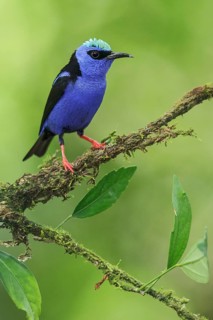 Red-legged Honeycreeper (Cyanerpes cyaneus) perched on a branch in Costa Rica