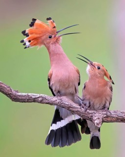 Hoopoe (Upupa epops) Bird of the Year 2022, courtship, mating, pair, male, female, bridal gift,