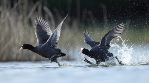 A pair of European coots gracefully glide across a serene lake in Puebla de BeleÃ±a, Spain,