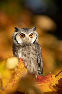Southern White-faced Owl (Ptilopsis granti) captive, Germany