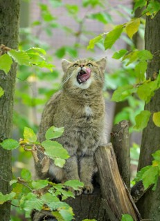 European wildcat or forest cat (Felis silvestris) in the wildcat enclosure at the Thayatal National