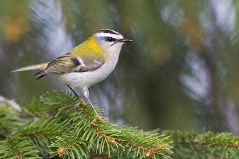 Common Firecrest (Regulus ignicapilla), Baden-Wuerttemberg, Germany
