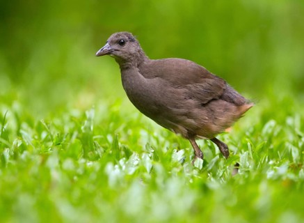 Pale-vented Bush-hen (Amaurornis moluccana ruficrissa) juvenile, Queensland, Australia