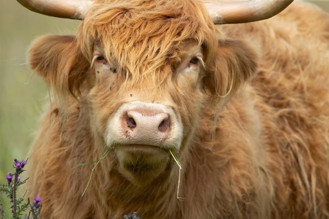 Highland cow or cattle (Bos taurus taurus) adult farm animal feeding or grazing on grass, England,