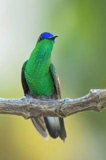 Blue-capped Hummingbird (Eupherusa cyanophrys) perched on a branch in Oaxaca, Mexico