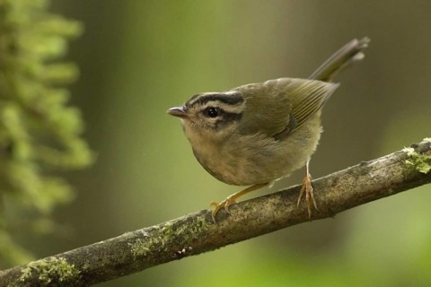 Three-striped Warbler (Basileuterus tristriatus) perched on a branch in Ecuador, South America
