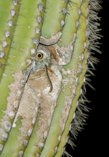 Elf Owl (Micrathene whitneyi) peering from nest hole in Saguaro cactus (Carnegiea gigantea),
