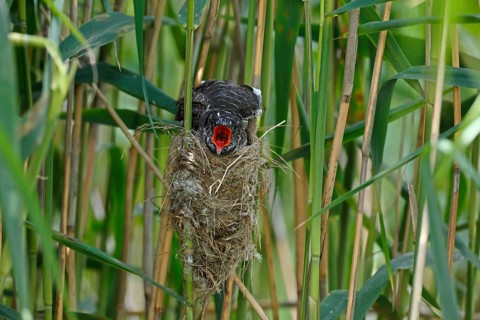 Common Cuckoo (Cuculus canorus) nearly fledged juvenile waiting in nest of Eurasian Reed Warbler on
