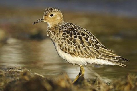 Buff-breasted Sandpiper (Calidris subruficollis), Asturias, Spain