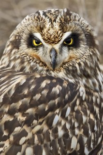 Short-eared Owl (Asio flammeus) juvenile, British Columbia, Canada