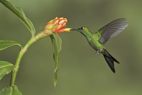 Green-crowned Brilliant (Heliodoxa jacula), Costa Rica