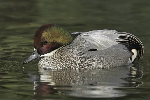 Falcated Duck (Mareca falcata) male, California, USA