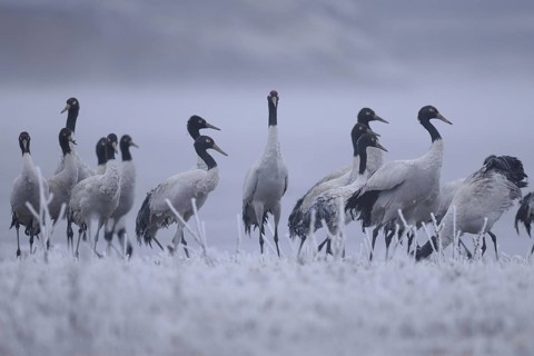 Black-necked Crane (Grus nigricollis), Dashanbo, China
