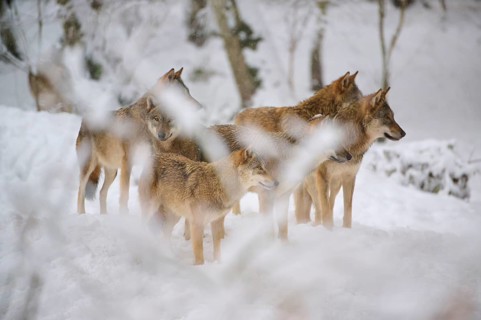 A pack of wolves stands in a snowy forest, surrounded by white branches, Winter, Wolf (Canis