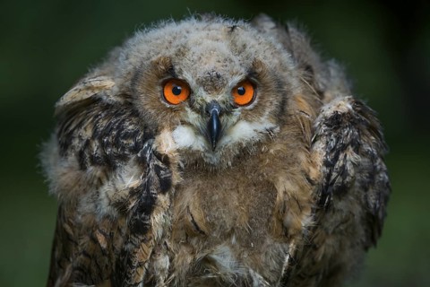 Eurasian Eagle-Owl (Bubo bubo) juvenile, Rhineland-Palatinate, Germany