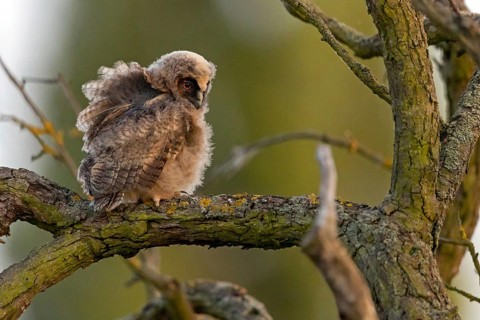 Long-eared owl, juvenile, chick, (Asio otus), animals, birds, owls, perch, tree, Hockenheim,