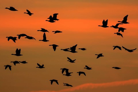 Greater White-fronted Goose (Anser albifrons) group flying, North Rhine-Westphalia, Germany