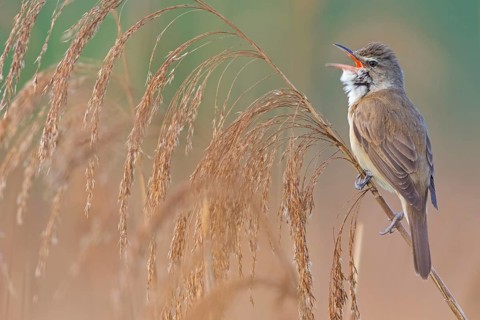 Reed warbler, (Acrocephalus arundinaceus), reedbed perch, biotope, habitat, animals, birds,