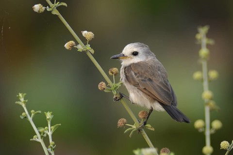 Masked Water Tyrant (Fluvicola nengeta), Pantanal, Brazil