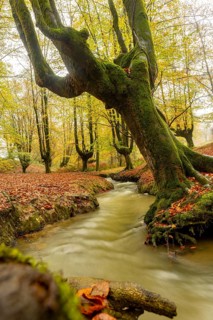 Majestic autumn scene in Gorbea Natural Park, Basque Country, Spain. Vibrant foliage surrounds a