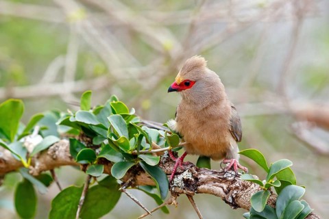 Red-tailed Mousebird, (Urocolius indicus), on perch, Africa, South Africa, KwaZulu-Natal, Mkuze
