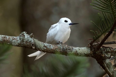 White Tern (Gygis alba candida) perched on a branch, Norfolk Island, Australia