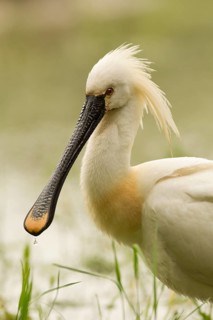 Eurasian Spoonbill (Platalea leucorodia), Serbia