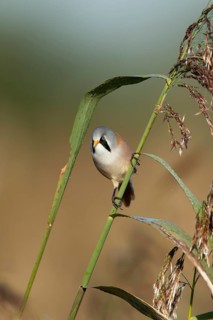 Bearded tit or reedling (Panurus biarmicus) adult male bird on a reed stem in a reedbed, England,