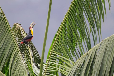 Red-breasted Toucan (Ramphastos dicolorus) perched on a branch in the Atlantic rainforest of