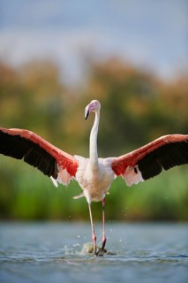 Greater Flamingo (Phoenicopterus roseus), landing in the water, Parc Naturel Regional de Camargue,