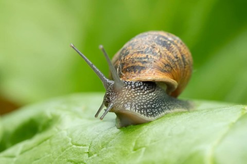 Garden snail (Cornu aspersum) adult gastropod molluscs on a garden vegetable plant leaf in summer,