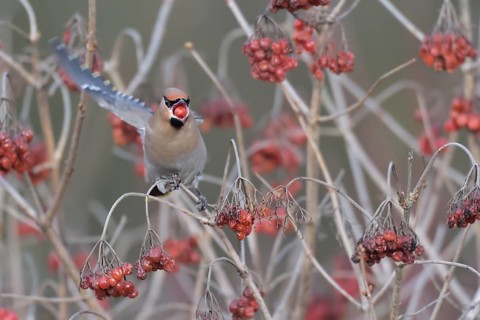 Bohemian Waxwing (Bombycilla garrulus) feeding on berries, North Rhine-Westphalia, Germany