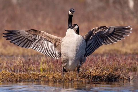 Canada goose (Branta canadensis) at a lake, Fågelsjö, Gävleborgs län, Sweden