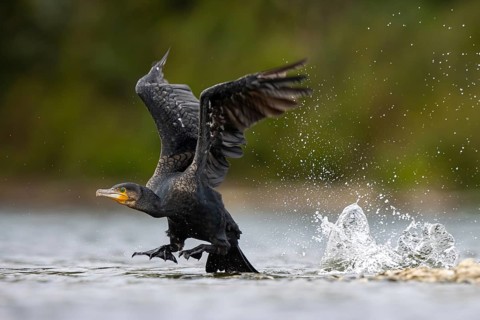 Great Cormorant (Phalacrocorax carbo) taking flight, North Rhine-Westphalia, Germany