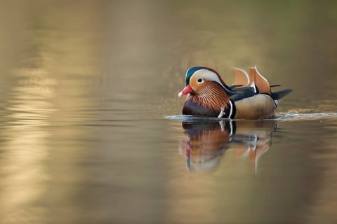 Mandarin Duck (Aix galericulata) male, North Rhine-Westphalia, Germany