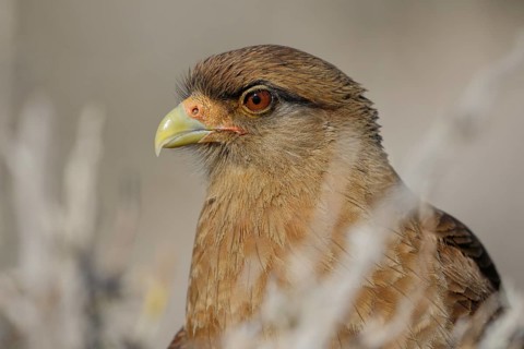 Chimangokarakara, lat. Phalcoboenus chimango, Kopfportrait von der Seite