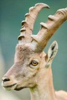 Alpine ibex (Capra ibex) male, portrait, wildlife Park Aurach near Kitzbuehl, Austria