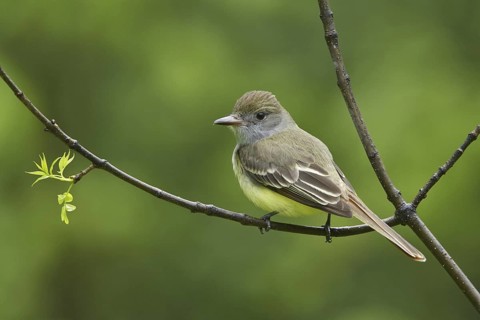 Great Crested Flycatcher (Myiarchus crinitus), Manitoba, Canada