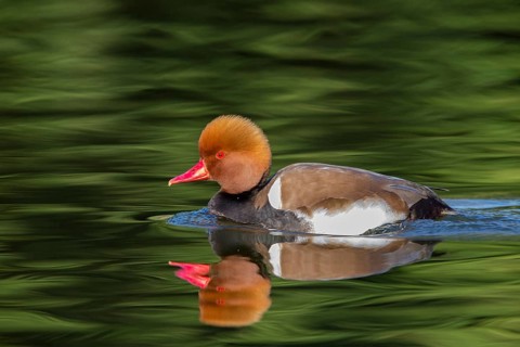 Red-crested Pochard, Netta rufina, Nette rousse, Pato Colorado, Luisenpark, Mannheim,