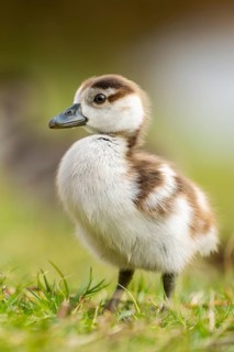 Egyptian goose (Alopochen aegyptiaca) cute chick on a meadow at the shore of a lake, Bavaria,