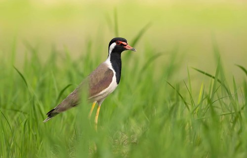 Red-wattled Lapwing (Vanellus indicus) standing alert, Sreepur, Gazipur, Bangladesh