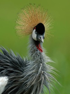 Grey Crowned Crane (Balearica regulorum), Uganda