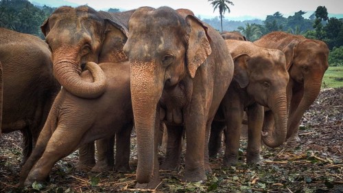 Several Asian elephants (elephas maximus) stand in a natural environment, close to each other, with