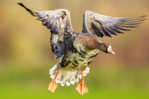 Greater White-fronted Goose (Anser albifrons) flying, North Rhine-Westphalia, Germany