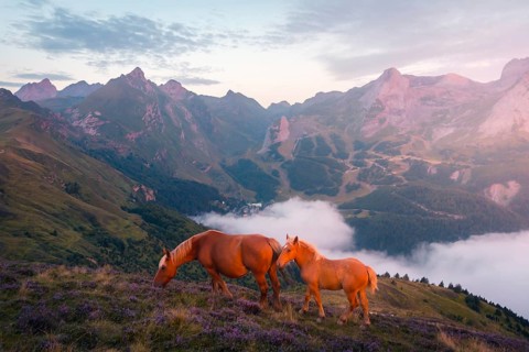 Two horses graze peacefully on a lush hillside adorned with wildflowers in the Pyrenees. Majestic