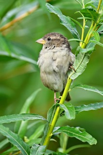 House sparrow (Passer domesticus), female, sitting on a branch, Switzerland